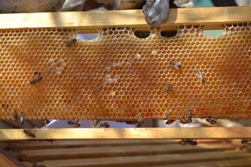 Nam’s opportunity on World Bee Day 2026 … Bees for the people, planet