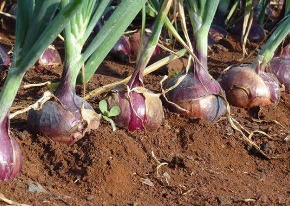 Farmers’ Kraal with Hanks Saisai – Perfecting the basics of onion production