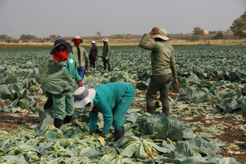 Farmers’ Kraal with Hanks Saisai – Why you should register as a crop producer