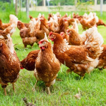 Farmers’ Kraal with Hanks Saisai – Preparing Layer Hens for winter season