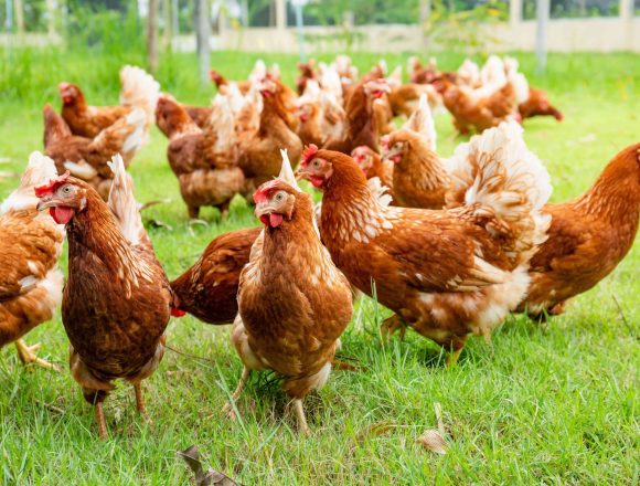 Farmers’ Kraal with Hanks Saisai – Preparing Layer Hens for winter season