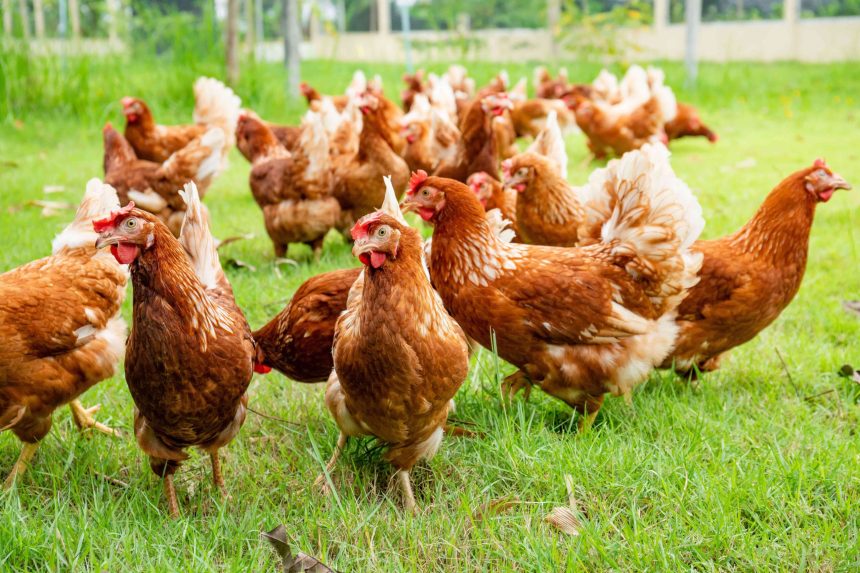 Farmers’ Kraal with Hanks Saisai – Preparing Layer Hens for winter season