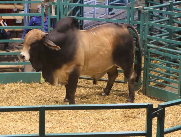 Namibia Genetics Auction delivers firm results