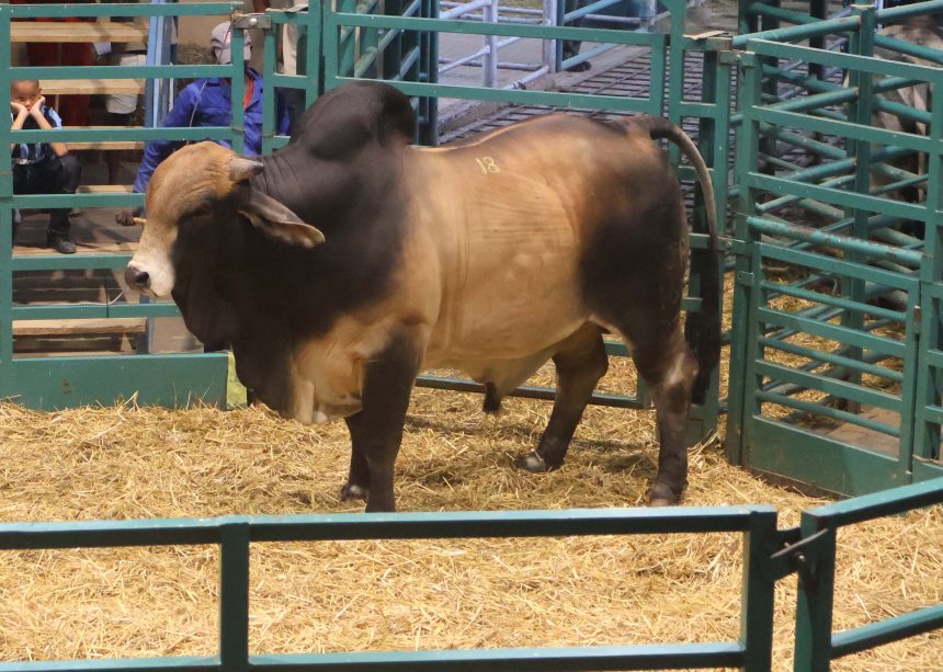 Namibia Genetics Auction delivers firm results