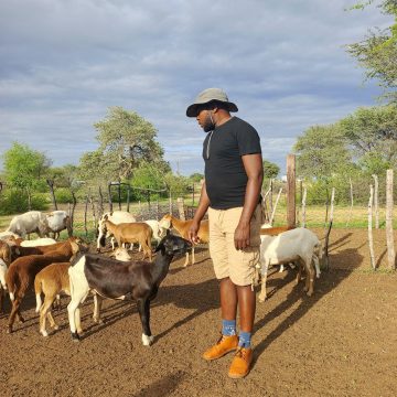 How Hoveka is revolutionising Veldmaster sheep
