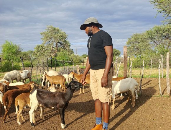How Hoveka is revolutionising Veldmaster sheep