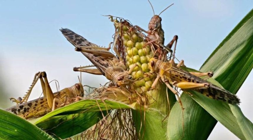 Locust outbreak hits Erongo, Hardap