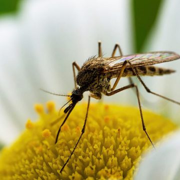 Mosquitoes: Bloodsuckers and flower lovers 