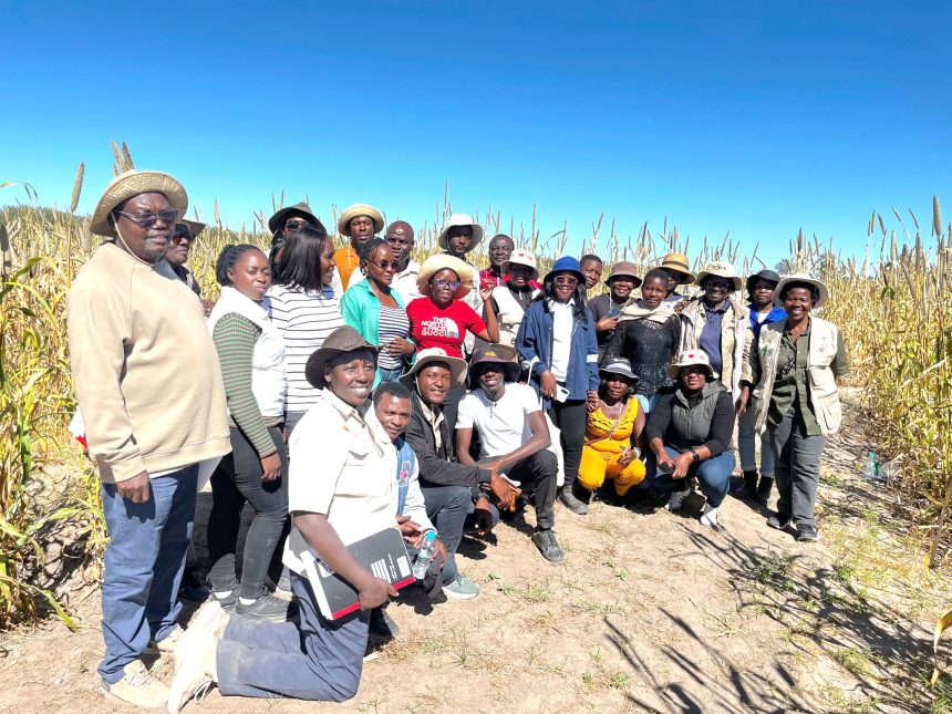 NAB evaluates improved Mahangu varieties