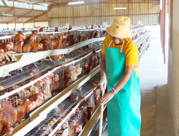 Okashana Okashana farmers in sustainable poultry production