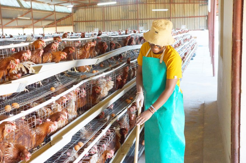 Okashana farmers in sustainable poultry production
