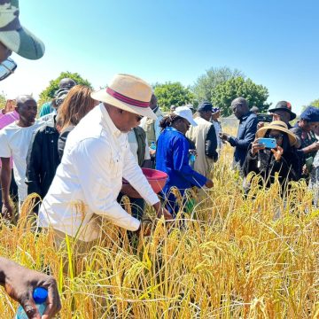 Rice Harvest Oshikunino shovakwashiwana mOshikoto sha likola eteyo lotete lolwishi