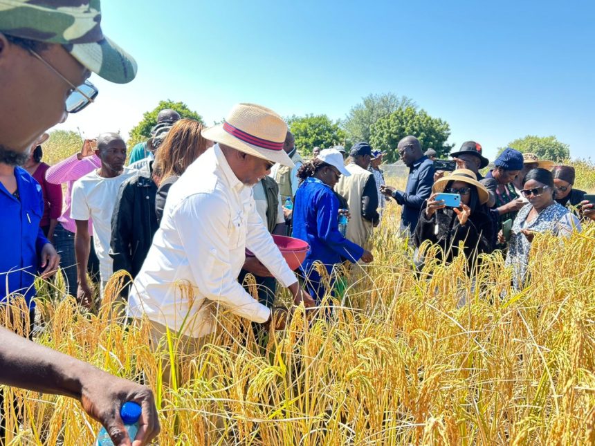 Rice Harvest Oshikunino shovakwashiwana mOshikoto sha likola eteyo lotete lolwishi