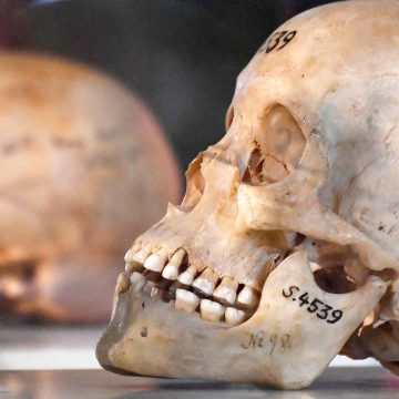 French university and Namibian skulls …a dark chapter finally reopened  