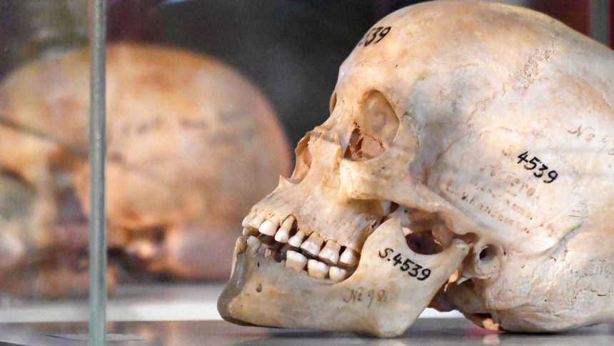 French university and Namibian skulls …a dark chapter finally reopened  