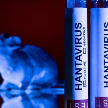 No indication hantavirus’ Andes strain has mutated: EU agency