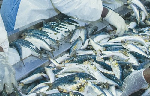 Govt tightens noose on bycatch