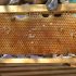 Nam’s opportunity on World Bee Day 2026 … Bees for the people, planet