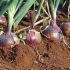 Farmers’ Kraal with Hanks Saisai – Perfecting the basics of onion production