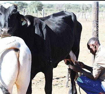 Oprysa yokehi yozongombe mehi ra kangamwa hapo ma iso ku honinwavi?