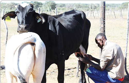 NE_20260522_27 Oprysa yokehi yozongombe mehi ra kangamwa hapo ma iso ku honinwavi?