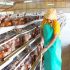 Okashana farmers in sustainable poultry production
