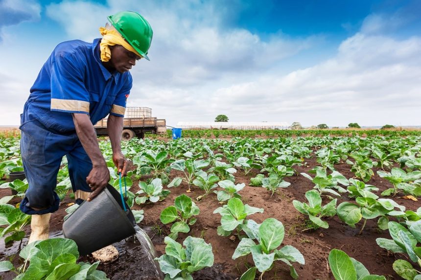 Farmers’ Kraal with Hanks Saisai – How to build a resilient, sustainable farming business