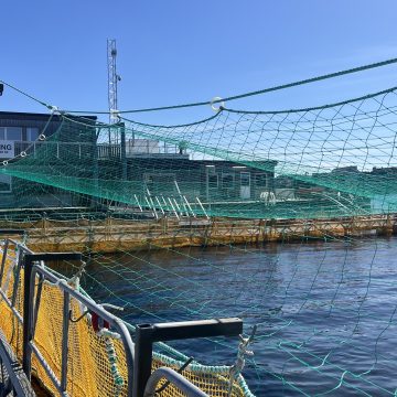 salmon Namibia learns from the best …as Norway’s salmon industry generates N$250b