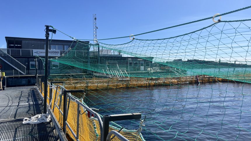 Namibia learns from the best …as Norway’s salmon industry generates N$250b